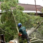 What is a Certified Arborist and how does this qualification affect your decision to work with us?