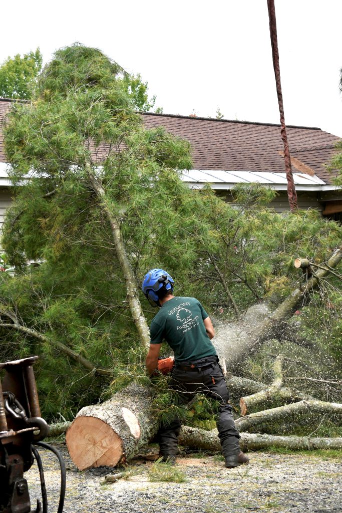 What is a Certified Arborist and how does this qualification affect your decision to work with us?