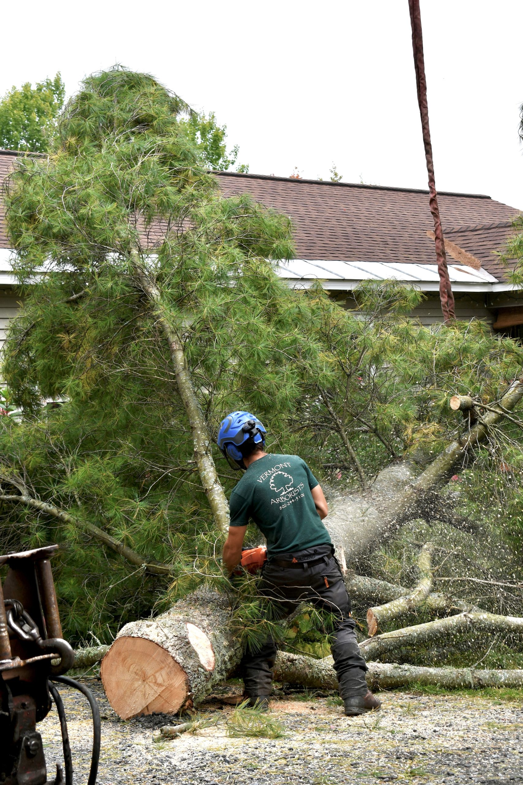 Read more about the article What is a Certified Arborist and how does this qualification affect your decision to work with us?